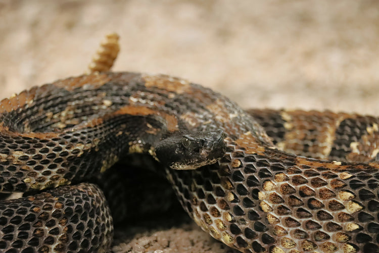Snake Protection